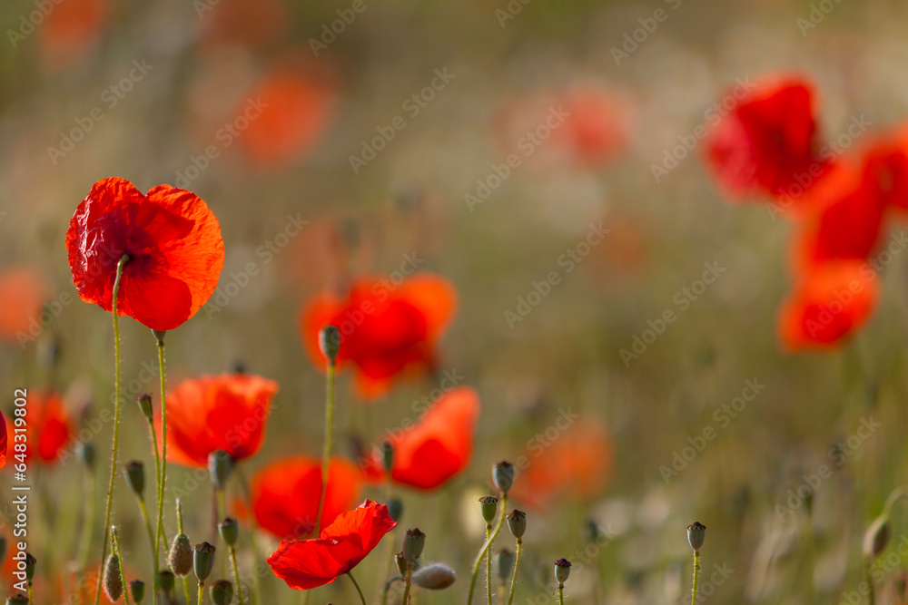 Obraz premium Klatschmohn