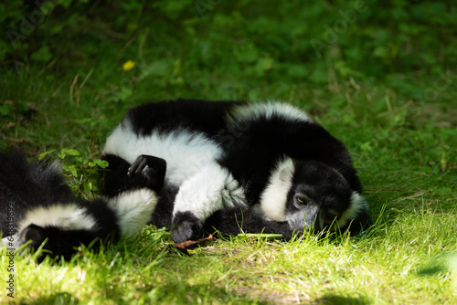 Black and white Ruffed Lemur closeup © Elena