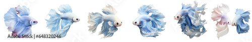 Png Set Isolated betta fish with white and blue colors on a transparent background © 2rogan
