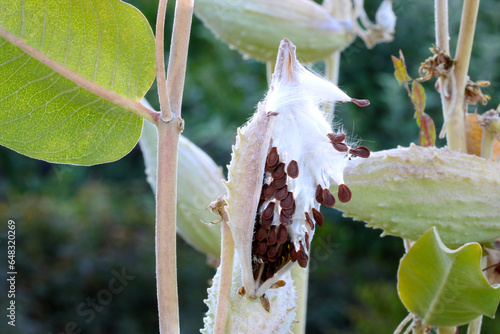 Showy Milkweed Dewey Morning 02 photo