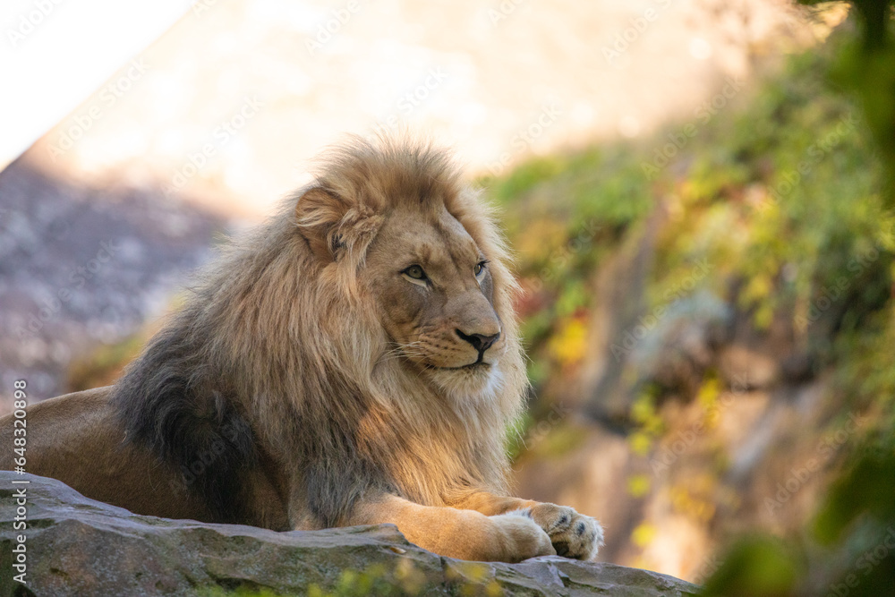 adult Lion playing in zoological garden adult Lion playing in zoological garden
