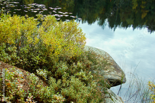 Woodland tarn with cloud reflections and fall colored sweet gale plants. 