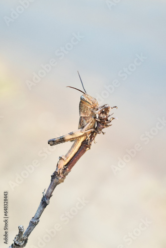 brown grasshopper perched on a branch