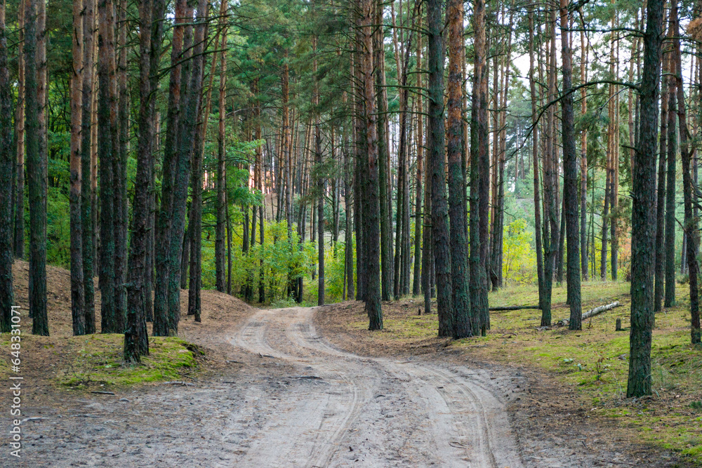 Fototapeta premium Rural road in Carpathian green forest
