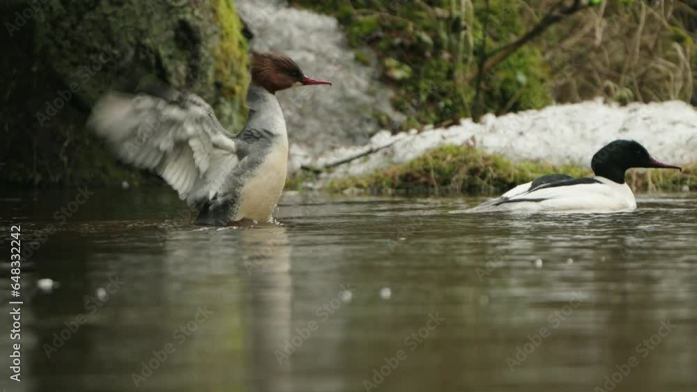 Male And Female Goosander (Mergus merganser) Swimming In The River In Winter Male And Female Goosander (Mergus merganser) Swimming In The River In Winter