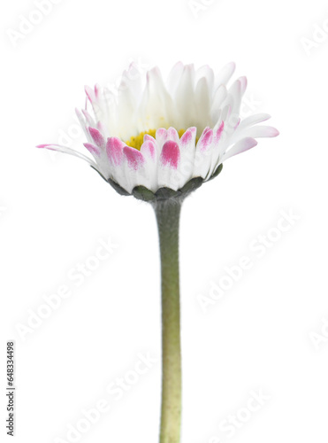 Beautiful bellis perennis (daisy) flower isolated on white