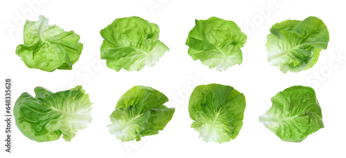 Tableau sur toile Set with leaves of butter lettuce isolated on white