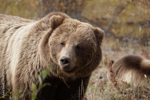 Wallpaper Mural Big brown bear in beatiful colorful autumn nature Torontodigital.ca