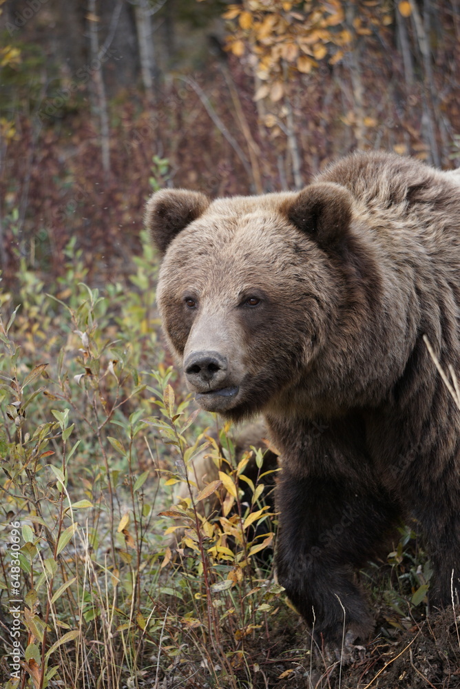 Big brown bear in beatiful colorful autumn nature