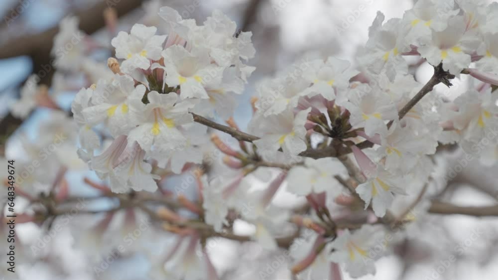 Beautiful white flowers white yellow stripes of an Ipê tree with blue sky Beautiful white flowers white yellow stripes of an Ipê tree with blue sky