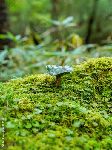 大台ヶ原山で見た苔の上で元気に育つ緑色のキノコ photo