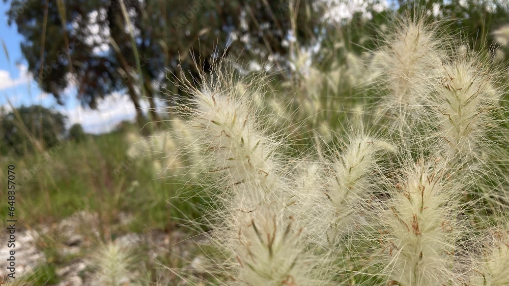 Fototapeta premium grass in the wind
