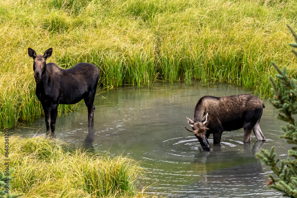 Moose in Lake San Cristobal near Lake City Colorado Moose in Lake San Cristobal near Lake City Colorado