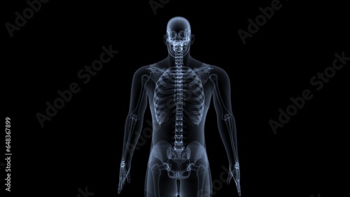 male skeleton vertebral column bones anatomy. 3d illustration © PIC4U