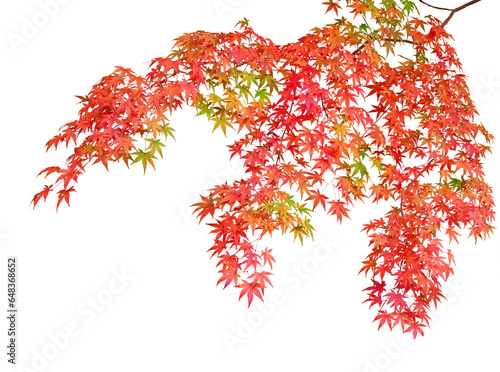 イロハモミジの紅葉