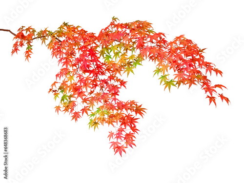 イロハモミジの紅葉