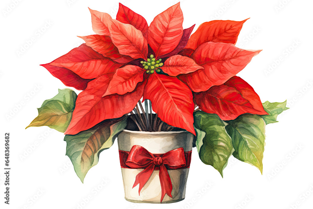 poinsettia plant vintage illustration isolated on a transparent background, generative ai