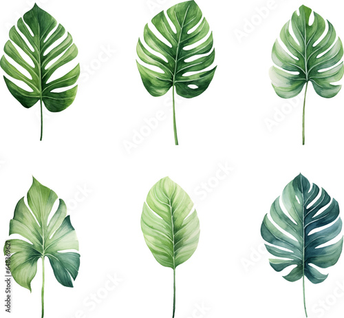 Set of tropical watercolor leaves, Exotic plants, palm leaves, monstera on an isolated white background