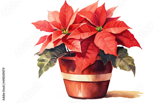 poinsettia plant vintage illustration isolated on a transparent background, generative ai