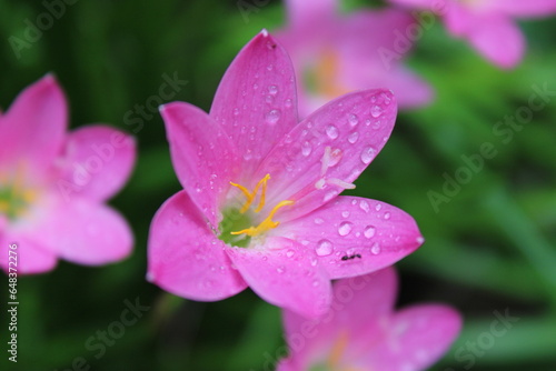 close up of pink flower