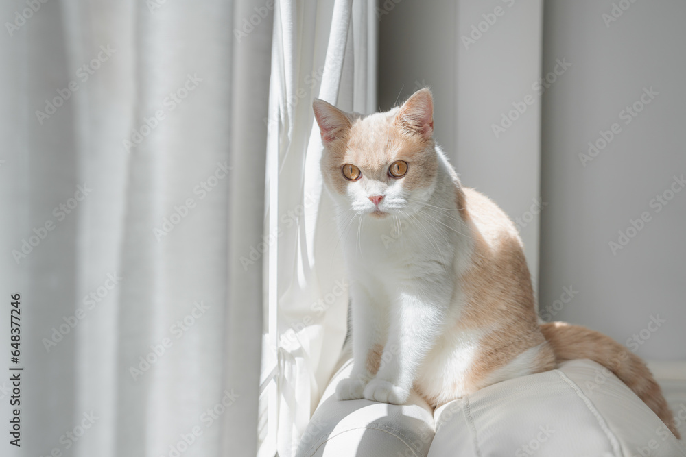 Indoor cat, sitting on white couch