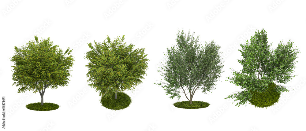 Fototapeta premium tree isolated on white