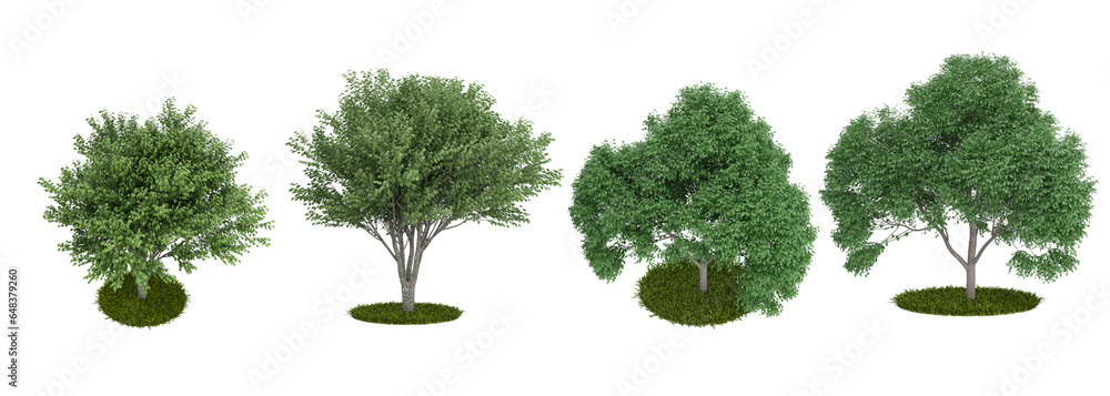 Fototapeta premium tree isolated on white