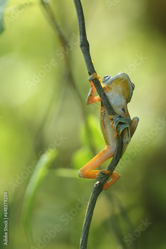frogs, cute frogs, cute frogs on wooden tree branches  © ridho