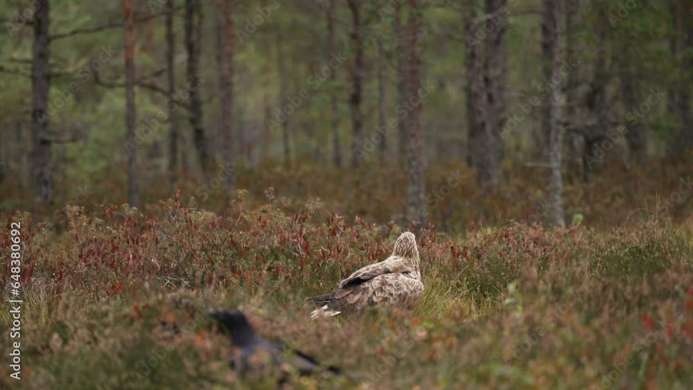 The White-Tailed Eagle Searching For Food In The Bog The White-Tailed Eagle Searching For Food In The Bog