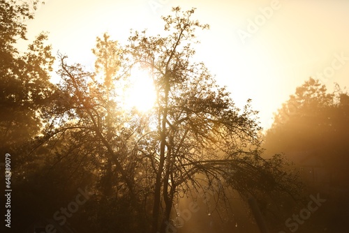 Beautiful sunlight shining through trees at sunset