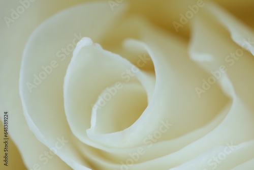 Beautiful rose with white petals as background  macro view
