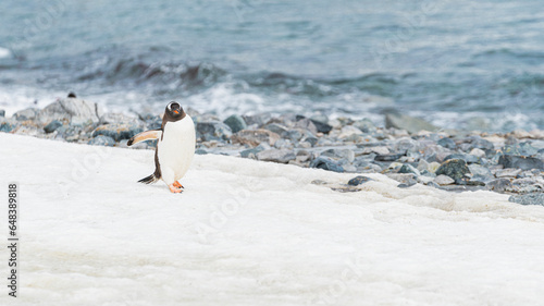 Gentoo penguin walking on ocean seaside in Antarctica peninsula.