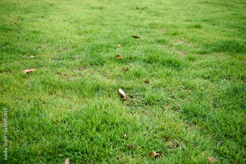 一面の芝生・落ち葉 © Kentaro Hayashi