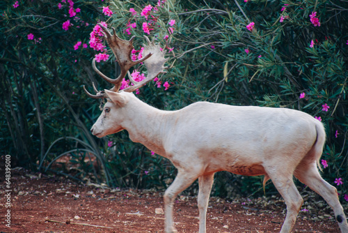 Portrait of a white albino fallow deer  Dama dama  damwild  in corfu  Greece