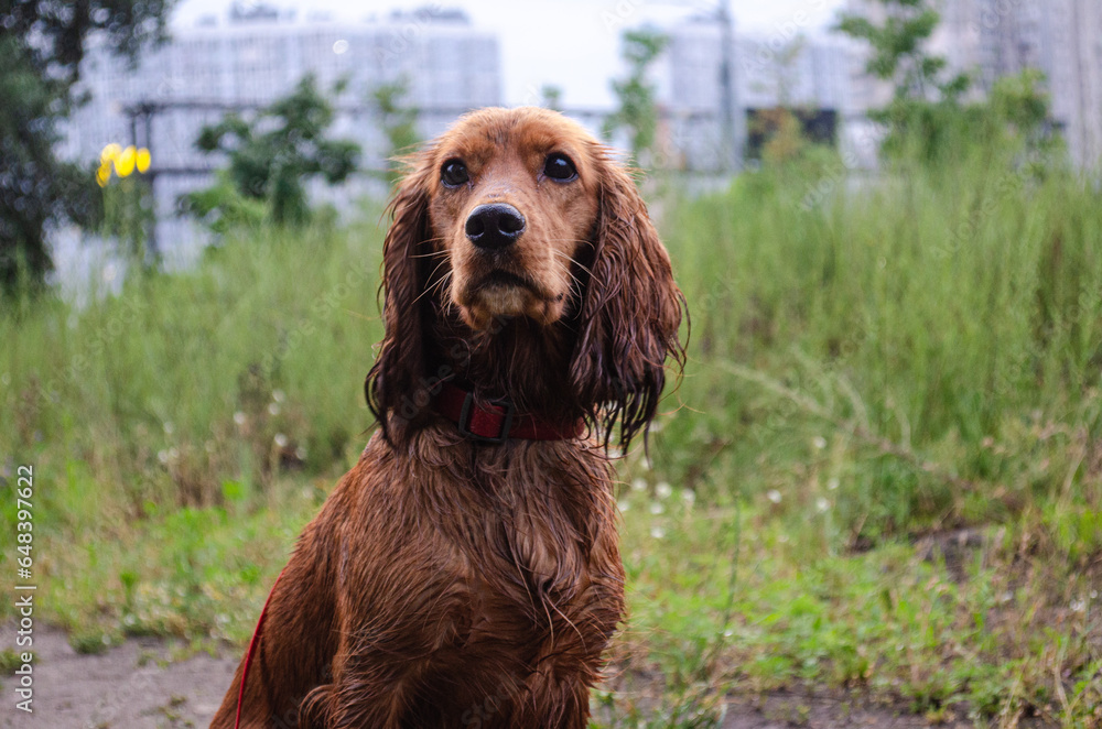 Photo of an English Cocker Spaniel after hunting in the rain Photo of an English Cocker Spaniel after hunting in the rain