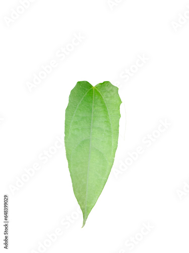 green leaf isolated on white