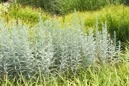 Artemisia ludoviciana Silver Queen is a perennial plant in the Asteraceae family. The plant comes from Southern Canada and the USA. Wormwood bushes in the composition of an alpine hill photo