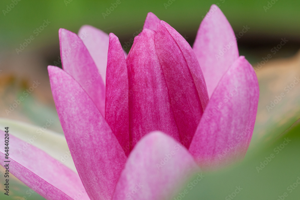 Lotus Lotus