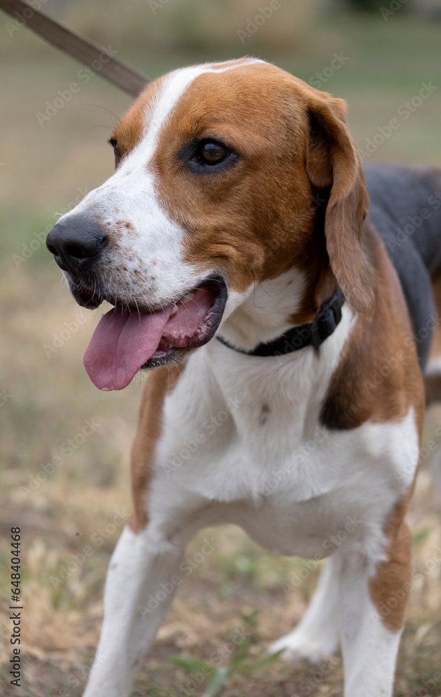 A happy beagle dog with fluttering ears runs through the autumn green grass. Active beagle enjoying a summer walk. A dog on a leash for a walk. Close-up portrait of a cute adult beagle dog