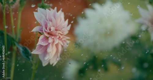 Raindrops falling on beautiful dahlia flowers in super slow motion, 1000 fps