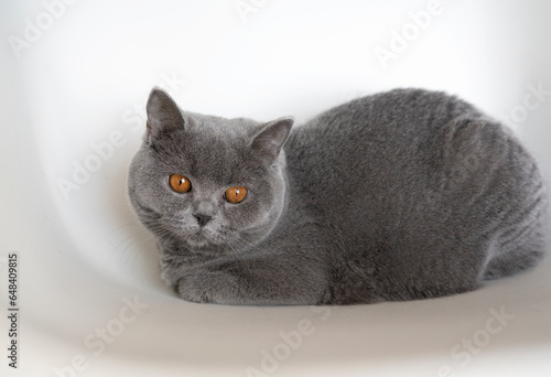 Female British blue shorthair purebred cat in full face on a light background