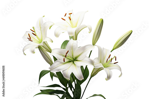 Lily with Transparent Background. © Usmanify