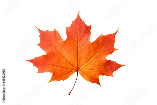Maple with a Transparent Background.