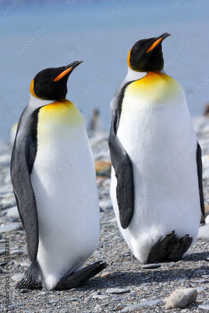 Fototapeta premium king penguin colony