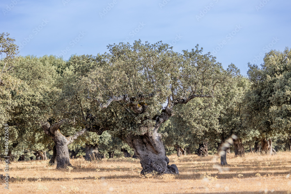 Holm oaks in the fields of the Salamanca dehesa, Spain