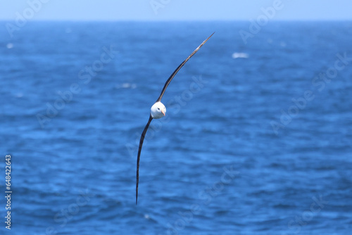 Albatros on the antarctic sea