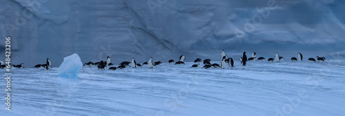 Penguins on ice