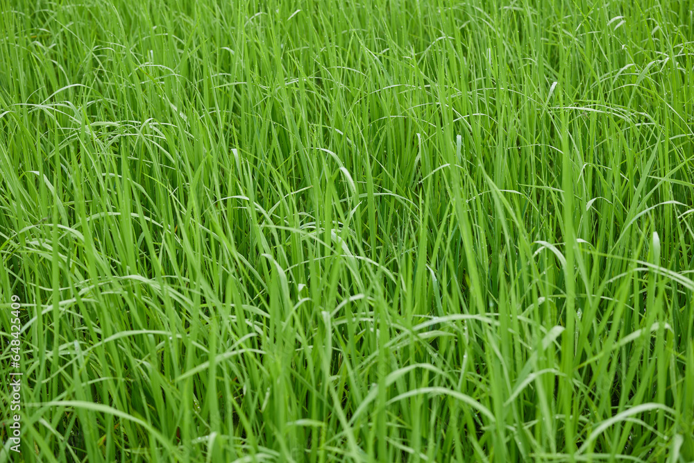 Water drops on green grass due to morning dew. Agriculture concept growing rice plants. Water drops on green grass due to morning dew. Agriculture concept growing rice plants.
