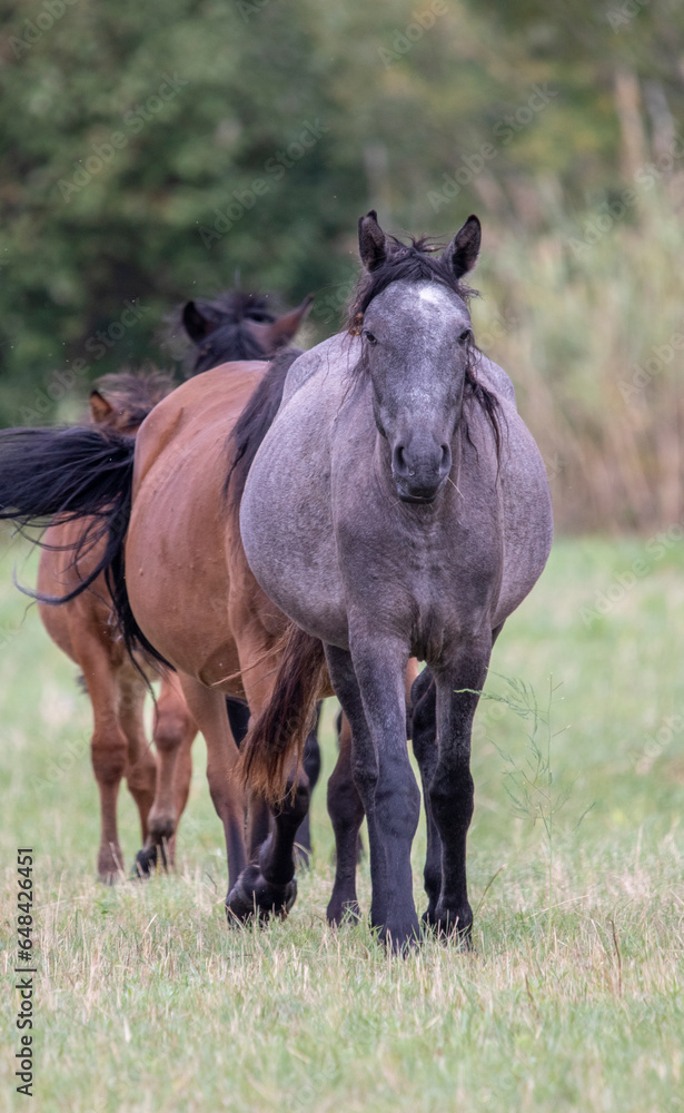 Fototapeta premium fat horses stand quietly on a green pasture