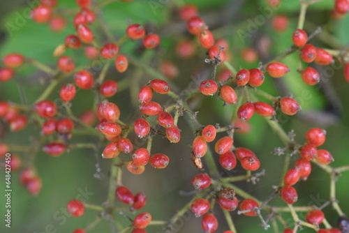 Linden viburnum / Japanese bush cranberry ( Viburnum dilatatum ) berries. Viburnaceae deciduous shrub. Berries ripen red in autumn and are edible and also used as a medicinal drink. photo